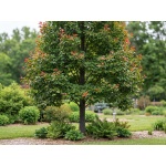 Nyssa sylvatica Wildfire