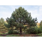 Pinus nigra