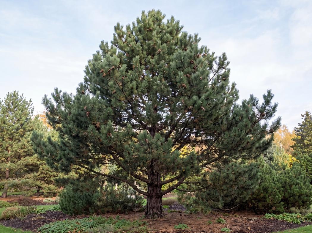 Pinus nigra