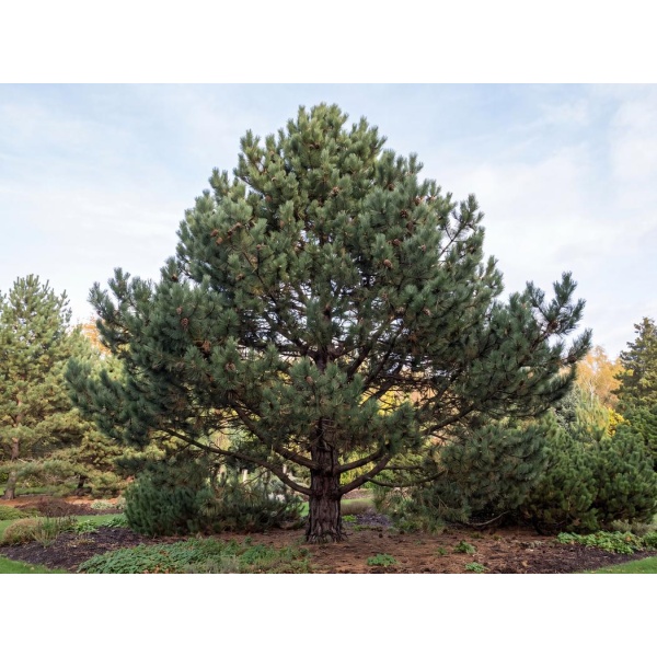 Pinus nigra