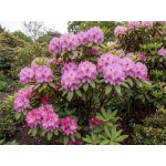 Rhododendron 'English Roseum'