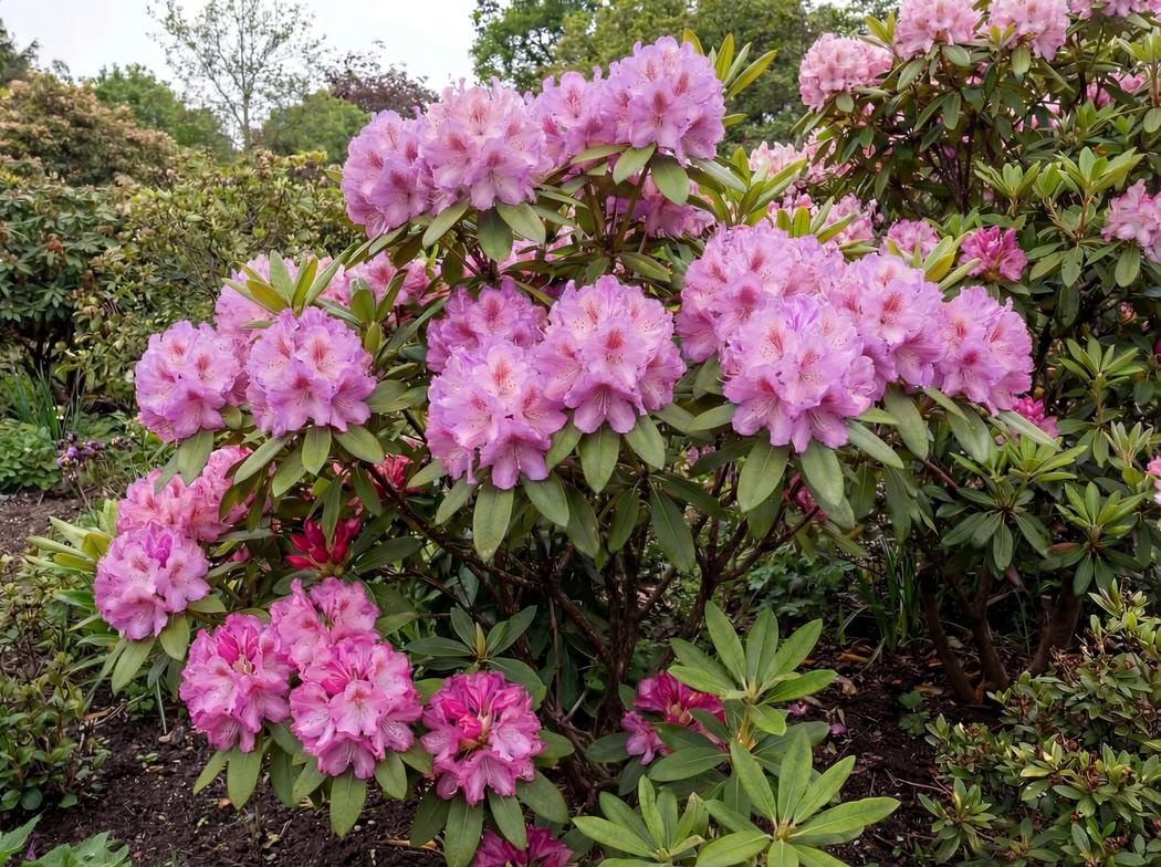 Rhododendron 'English Roseum'