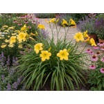 Hemerocallis Big Time Happy