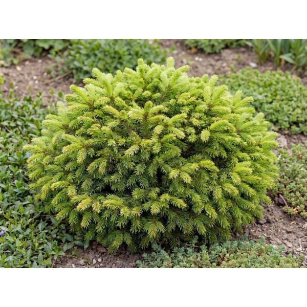 Picea abies Little Gem