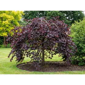 Cercis canadensis Ruby Falls