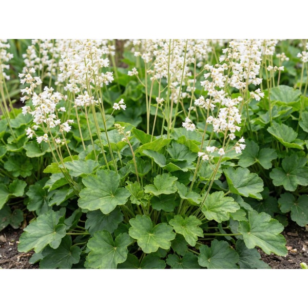 Heuchera sanguinea 'White Cloud'