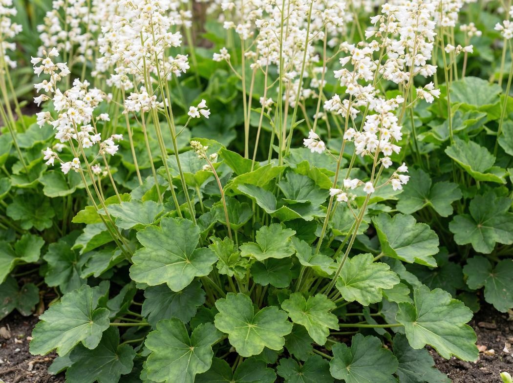 Heuchera sanguinea 'White Cloud'