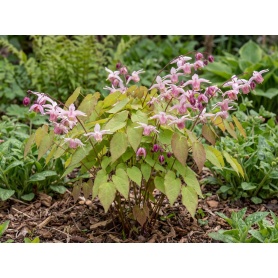 Epimedium × youngianum Roseum