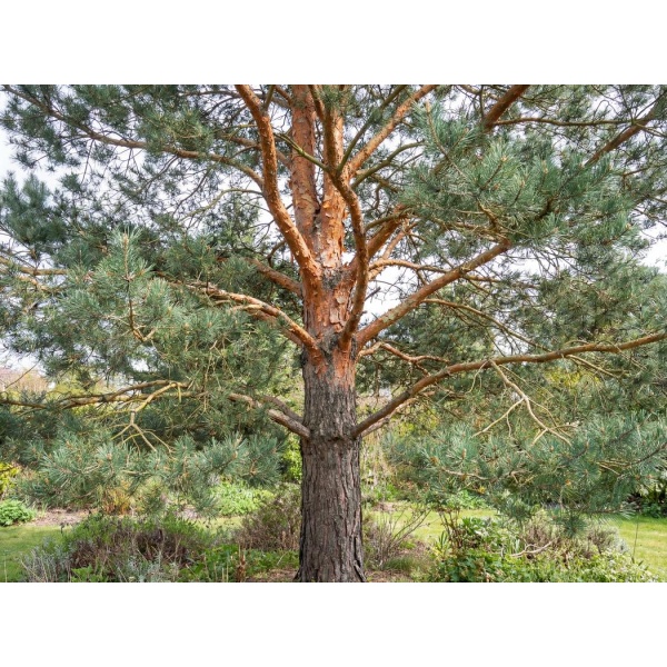 Pinus sylvestris