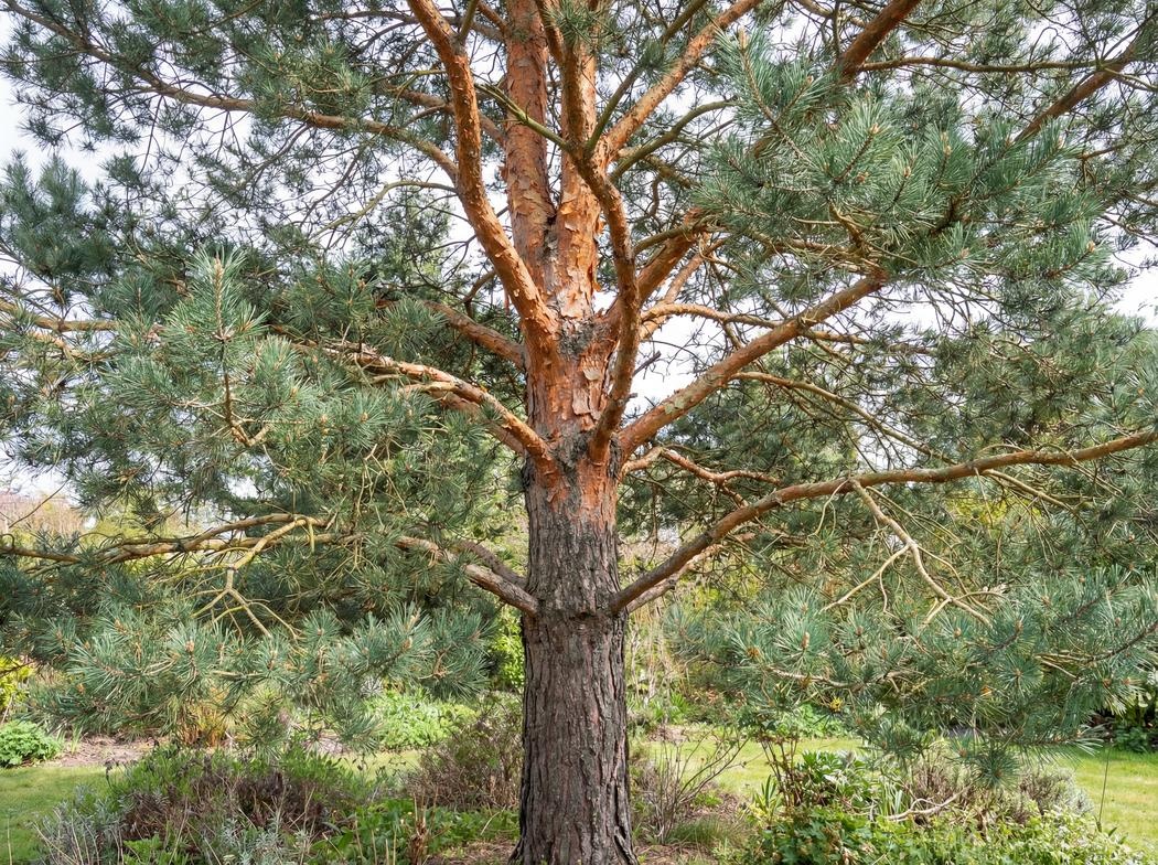 Pinus sylvestris