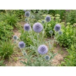 Echinops bannaticus Blue Globe