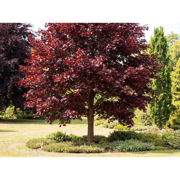 Acer platanoides Royal Red