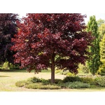 Acer platanoides Royal Red