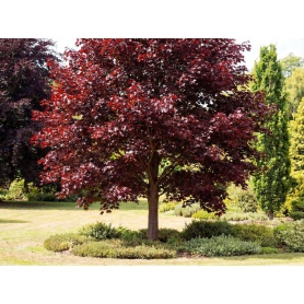 Acer platanoides Royal Red