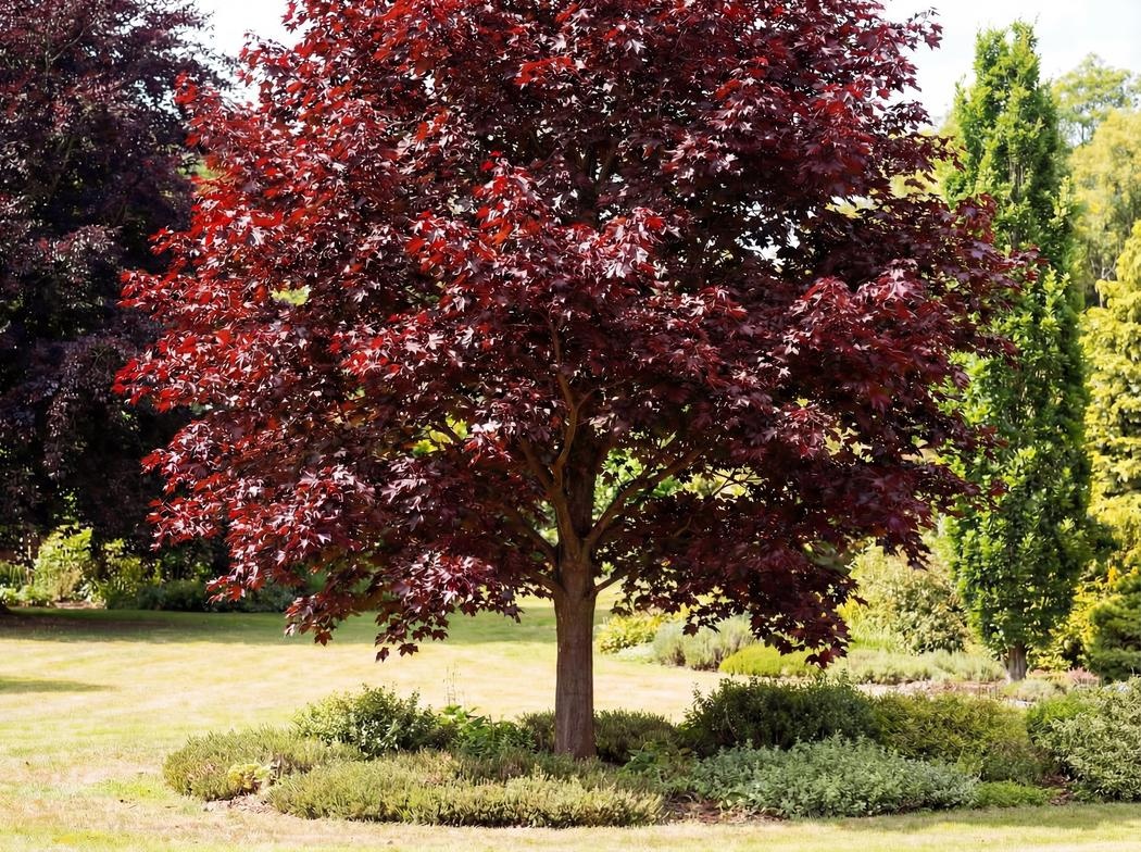 Acer platanoides Royal Red