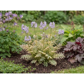 Polemonium pulcherrimum Golden Feathers