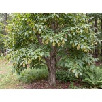 Ostrya virginiana