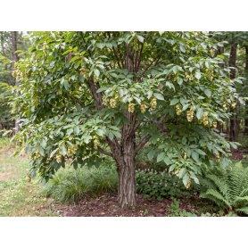 Ostrya virginiana