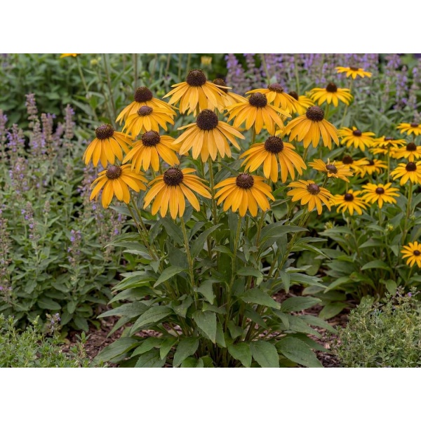 Rudbeckia American Gold Rush