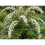 Spiraea vanhouttei