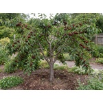 Prunus avium Lapins