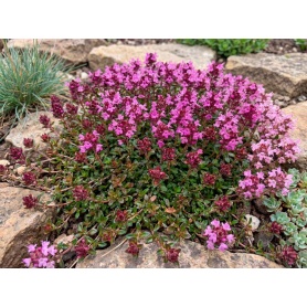 Thymus praecox Coccineus