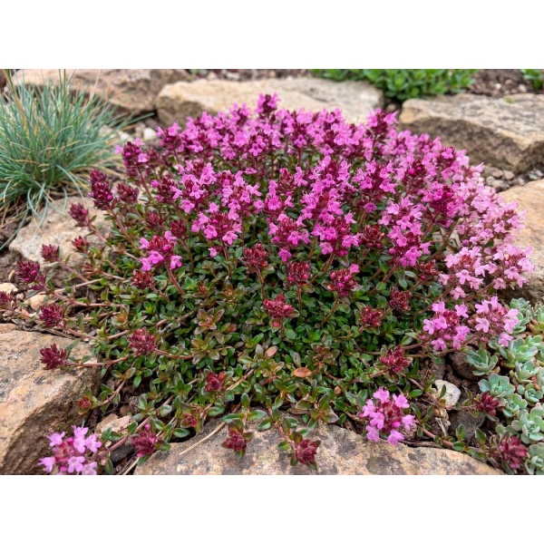 Thymus praecox Coccineus