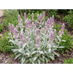 Stachys byzantina Silver Carpet