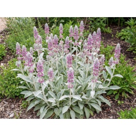 Stachys byzantina Silver Carpet