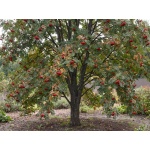 Sorbus aucuparia Rossica