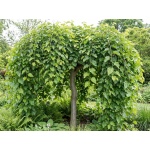 Morus alba Pendula