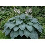 Hosta Blue Angel
