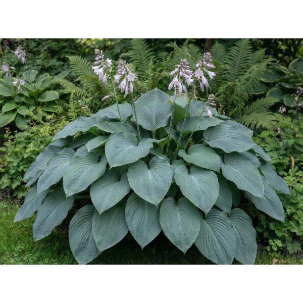 Hosta Blue Angel
