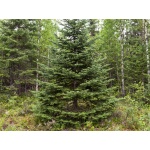 Abies balsamea