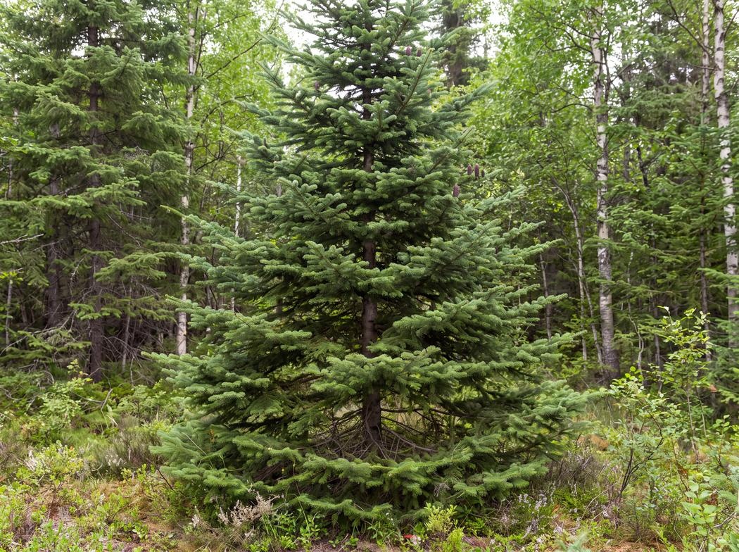 Abies balsamea