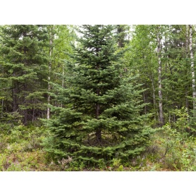 Abies balsamea