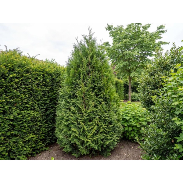 Thuja occidentalis