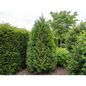 Thuja occidentalis