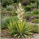 Yucca filamentosa Color Guard