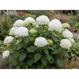 Hydrangea arborescens Annabelle