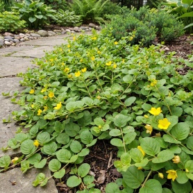 Lysimachia nummularia