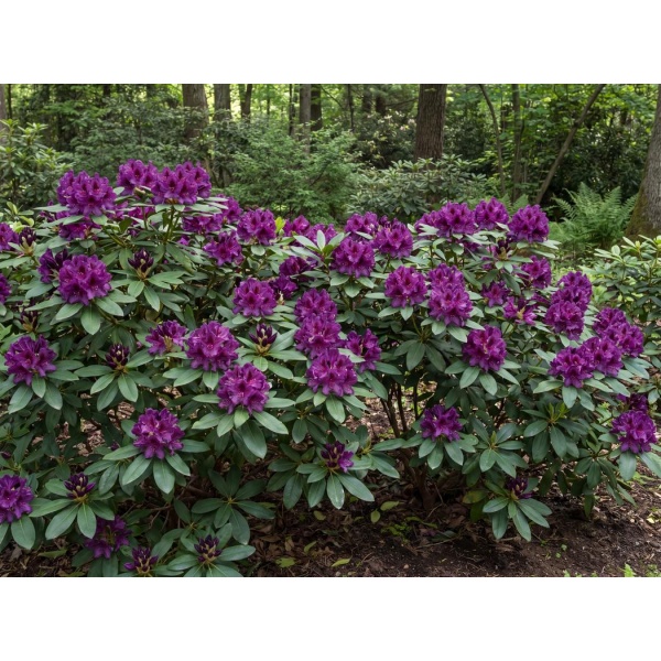 Rhododendron Polarnacht