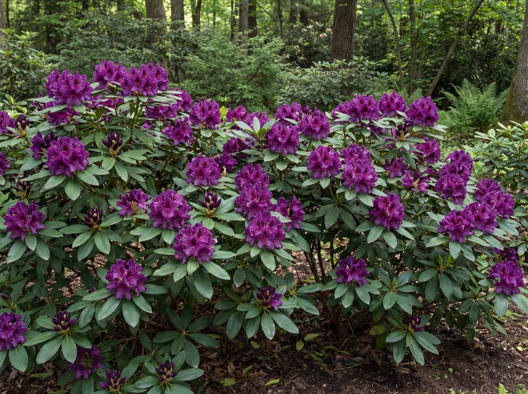Rhododendron Polarnacht