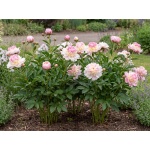 Paeonia lactiflora Raspberry Sundae
