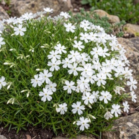 Phlox subulata Snowflake