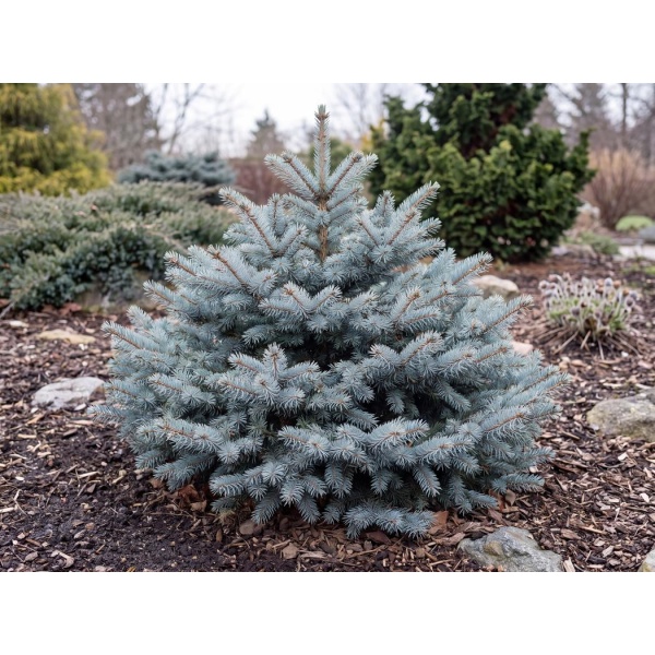 Picea pungens Montgomery