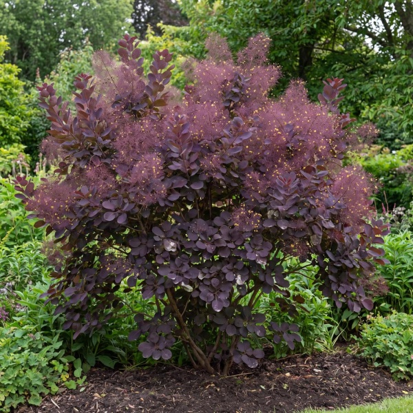 Cotinus coggygria Royal Purple