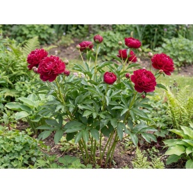 Paeonia lactiflora 'Karl Rosenfield'