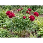 Paeonia lactiflora 'Karl Rosenfield'