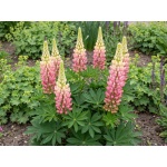 Lupinus 'Gallery Pink'
